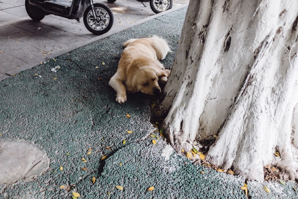 🐶 초보견주 필독! 강아지 미용 꿀팁 대방출 (쉽게 따라하기)