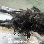 경기도 동두천시 푸들 유기견 입양 정보