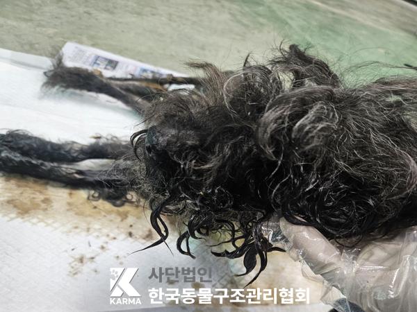 경기도 동두천시 푸들 유기견 입양 정보