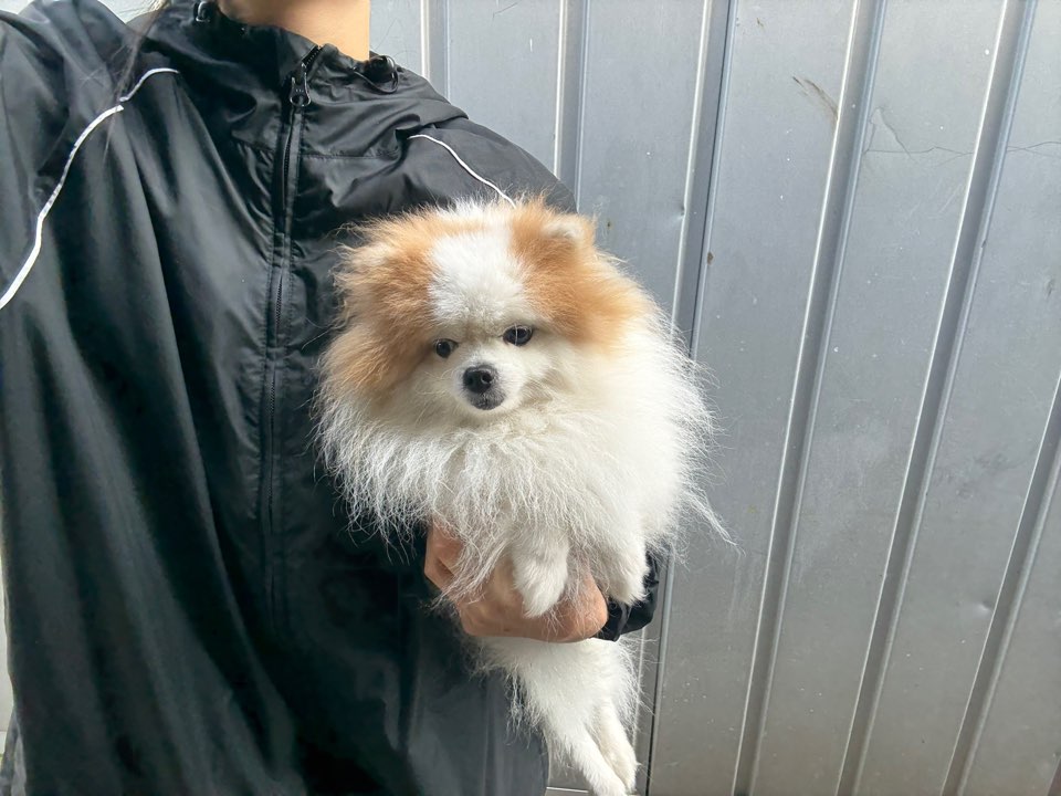 경기도 안산시 포메라니안 유기견 입양 정보