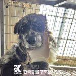 경기도 동두천시 보더 콜리 유기견 입양 정보