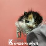 경기도 양주시 한국 고양이 유기견 입양 정보