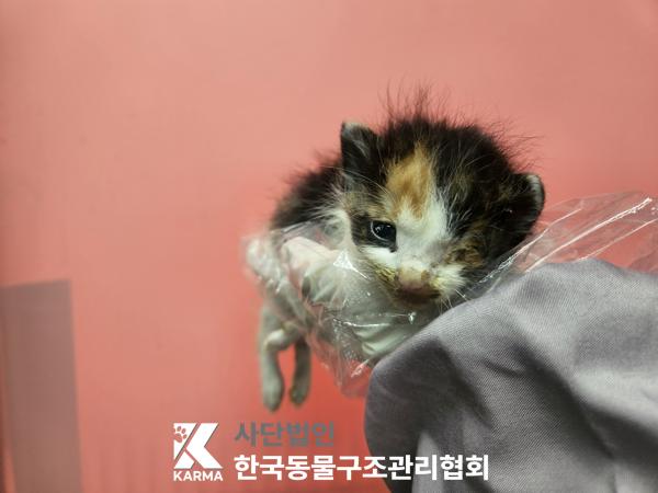 경기도 양주시 한국 고양이 유기견 입양 정보