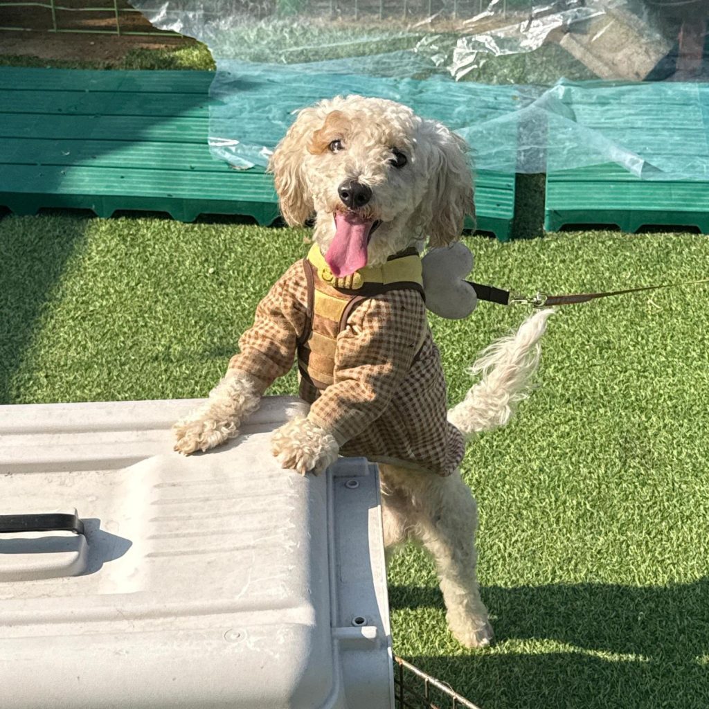 울산 북구 푸들 유기견 입양 정보