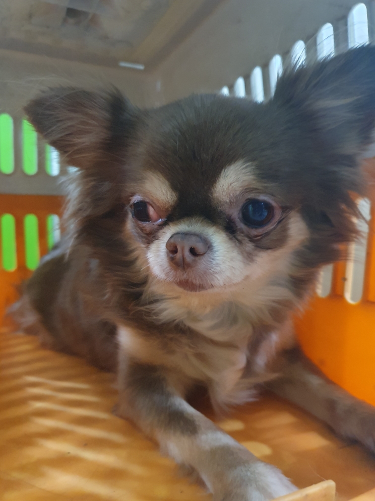 경기도 성남시 치와와 유기견 입양 정보