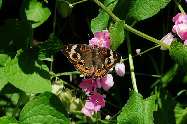 반려견 췌장염 증상 치료