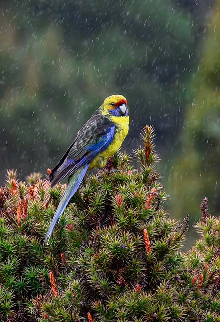 우리집 강아지 분리불안 극복! 5가지 특급 솔루션 공개