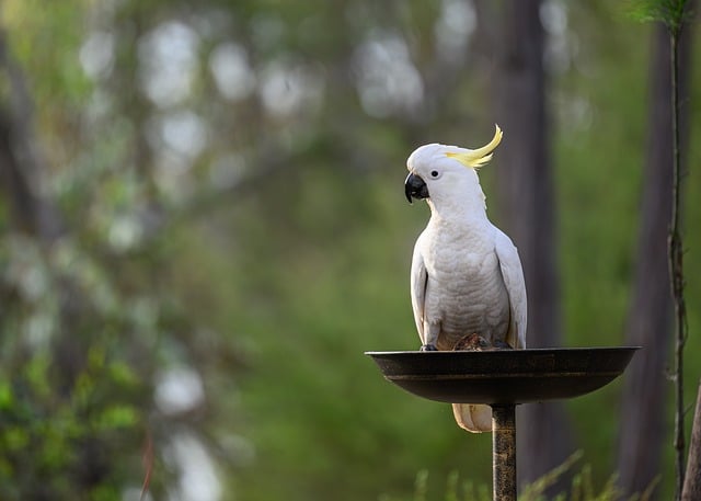 헤어볼 지옥 탈출! 냥이 털 관리 A to Z