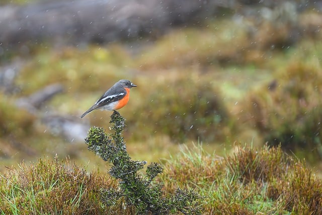 반려견 분리불안 해결책