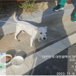 대전 대덕구 믹스견 유기견 입양 정보
