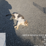 대전 유성구 한국 고양이 유기견 입양 정보