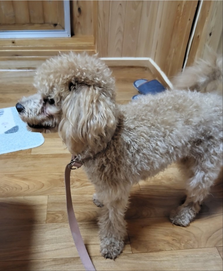 경북 안동시 푸들 유기견 입양 정보