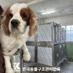 서울 노원구 캐벌리어 킹 찰스 스파니엘 유기견 입양 정보