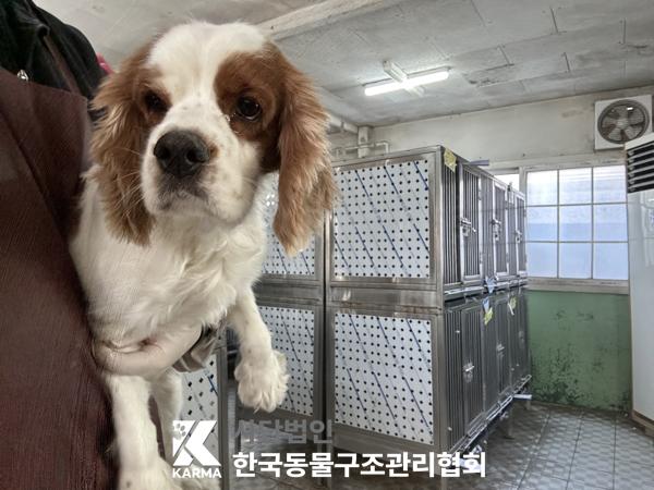 서울 노원구 캐벌리어 킹 찰스 스파니엘 유기견 입양 정보