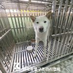 서울 강동구 믹스견 유기견 입양 정보