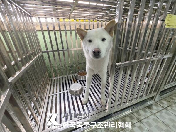 믹스견