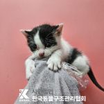 서울 노원구 한국 고양이 유기견 입양 정보