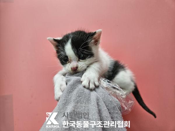 한국 고양이