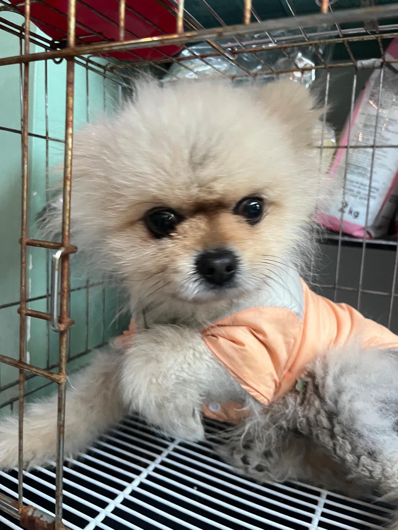 포메라니안