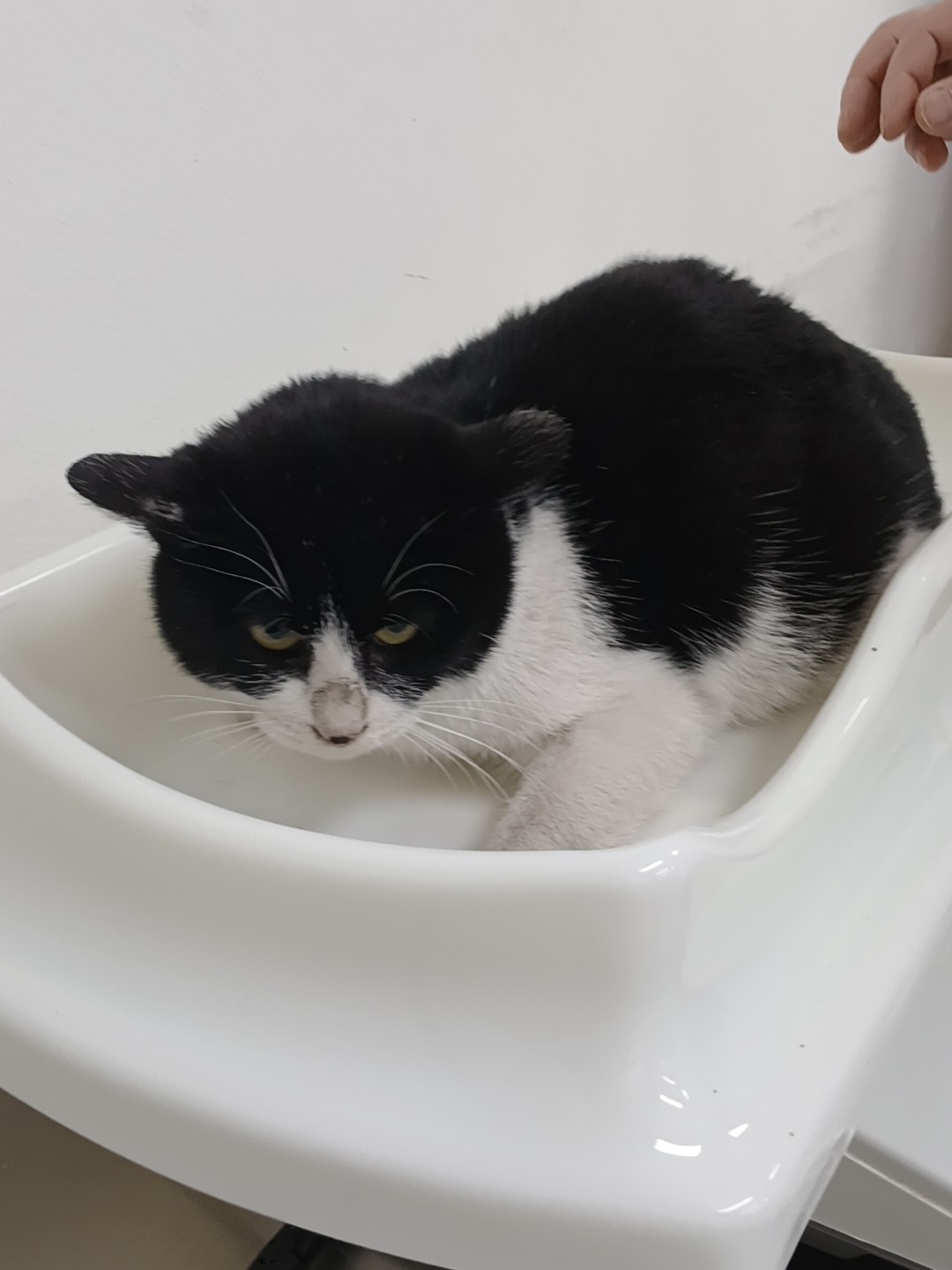 한국 고양이