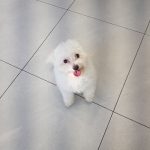 인천 부평구 비숑 프리제 유기견 입양 정보