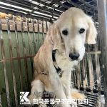 경기도 양주시 골든 리트리버 유기견 입양 정보