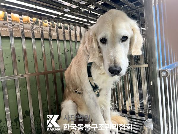골든 리트리버