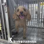 경기도 양주시 푸들 유기견 입양 정보