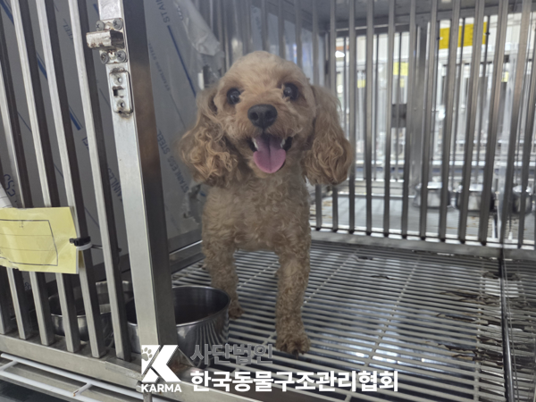 경기도 양주시 푸들 유기견 입양 정보