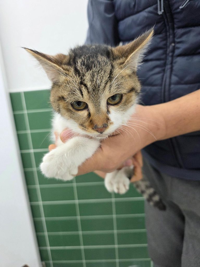 경기도 안성시 한국 고양이 유기견 입양 정보