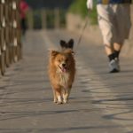 🐕 겨울에도 끄떡없개! 강아지 겨울 산책 주의사항 완벽 가이드