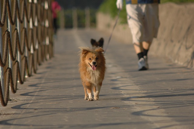 🐕 겨울에도 끄떡없개! 강아지 겨울 산책 주의사항 완벽 가이드