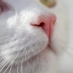 🐾 반려동물 건강검진 비용, 속 시원히 파헤쳐 보자!