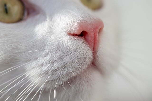 🐾 반려동물 건강검진 비용, 속 시원히 파헤쳐 보자!