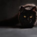 고양이 발톱 관리 주기, 건강하게 냥젤리 유지하는 비법