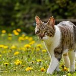 🐾 반려동물 장례 절차, 비용 A to Z: 후회 없는 선택!