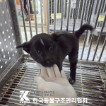 서울 송파구 믹스견 유기견 입양 정보