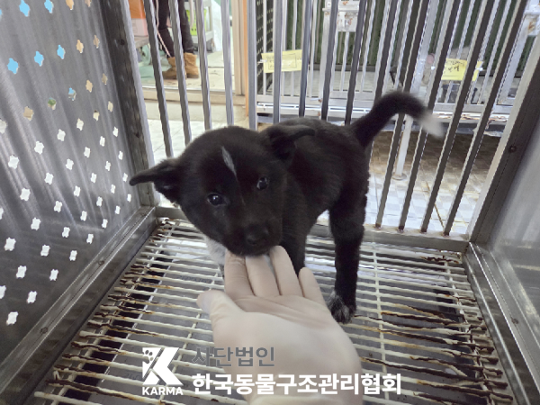 서울 송파구 믹스견 유기견 입양 정보