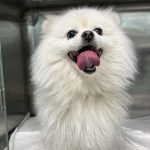 광주 광산구 포메라니안 유기견 입양 정보