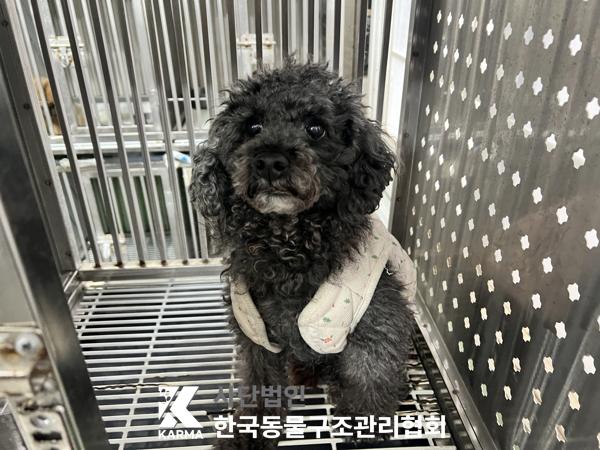 푸들