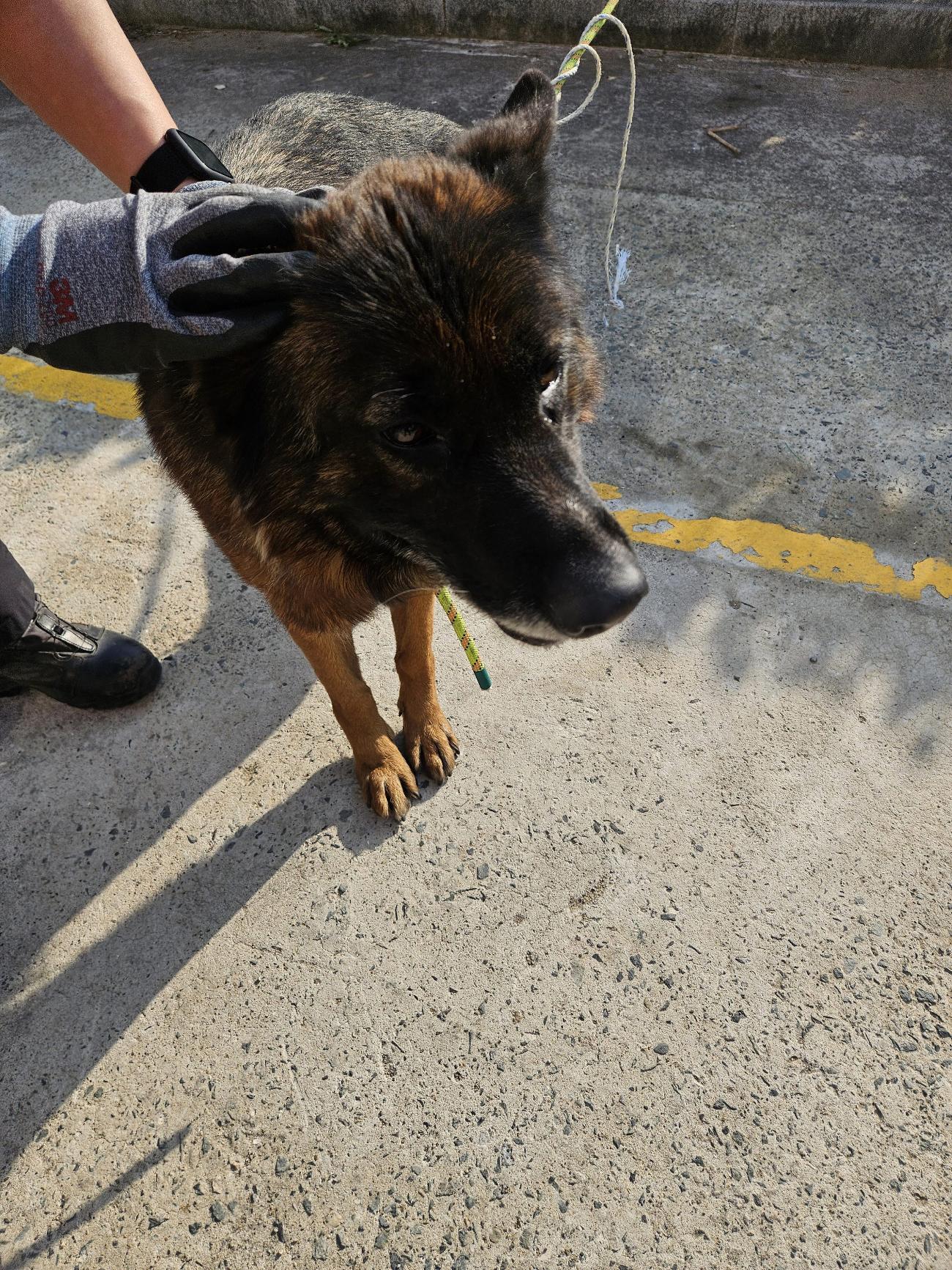 아나톨리안 셰퍼드