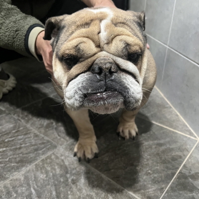올드 잉글리쉬 불독