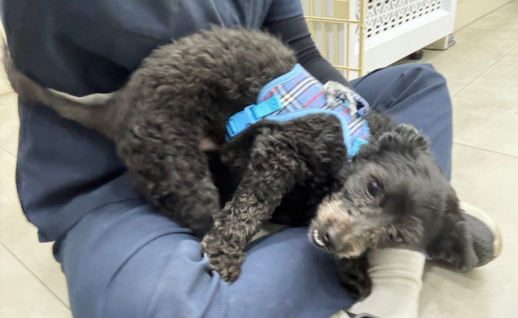 대구 달성군 푸들 유기견 입양 정보