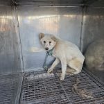 경북 문경시 믹스견 유기견 입양 정보