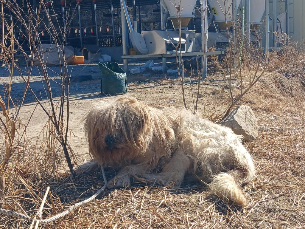 경북 영주시 삽살개 유기견 입양 정보