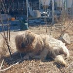 경북 영주시 삽살개 유기견 입양 정보