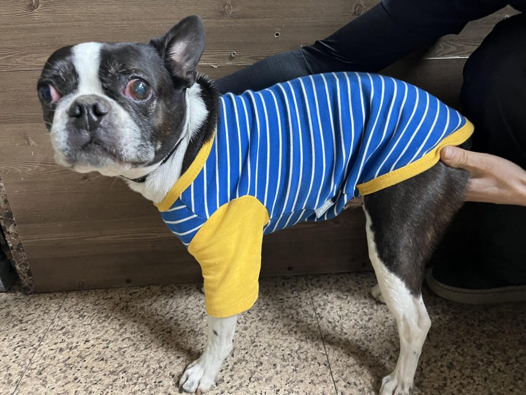 부산 연제구 보스턴 테리어 유기견 입양 정보