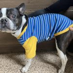 부산 연제구 보스턴 테리어 유기견 입양 정보