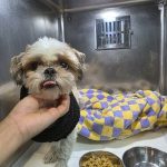 부산 기장군 시츄 유기견 입양 정보