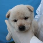 제주특별자치도 제주시 믹스견 유기견 입양 정보